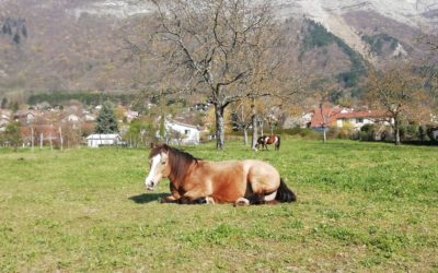 La lettre des chevaux 3